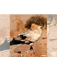 گونه کرکس مصری Egyptian Vulture